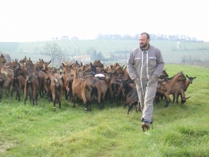 Chèvres et chevrier